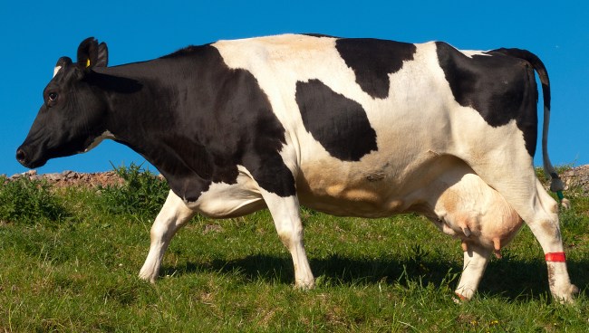 Cow